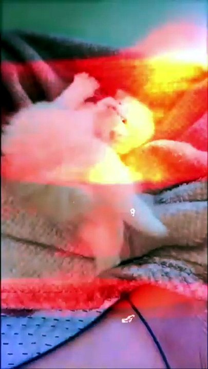 🐱 Adorable Kitten Moments That Will Melt Your Heart ❤️