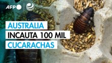 Australia incauta 100.000 cucarachas en redada contra criadero clandestino de insectos