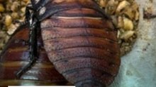 Australia incauta 100.000 cucarachas en redada contra criadero clandestino de insectos