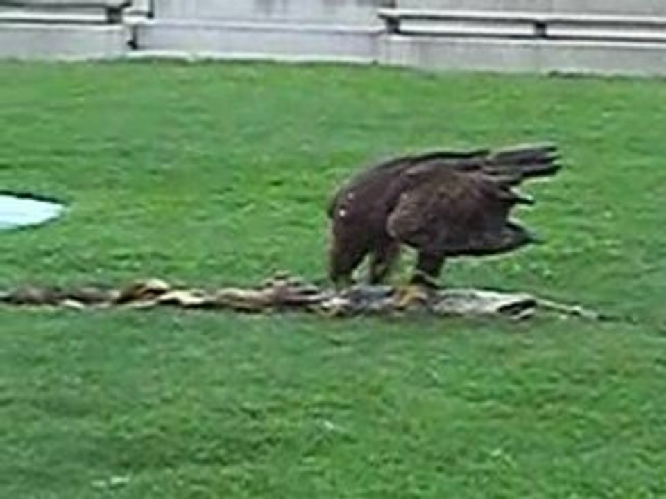 L'aquila affamata