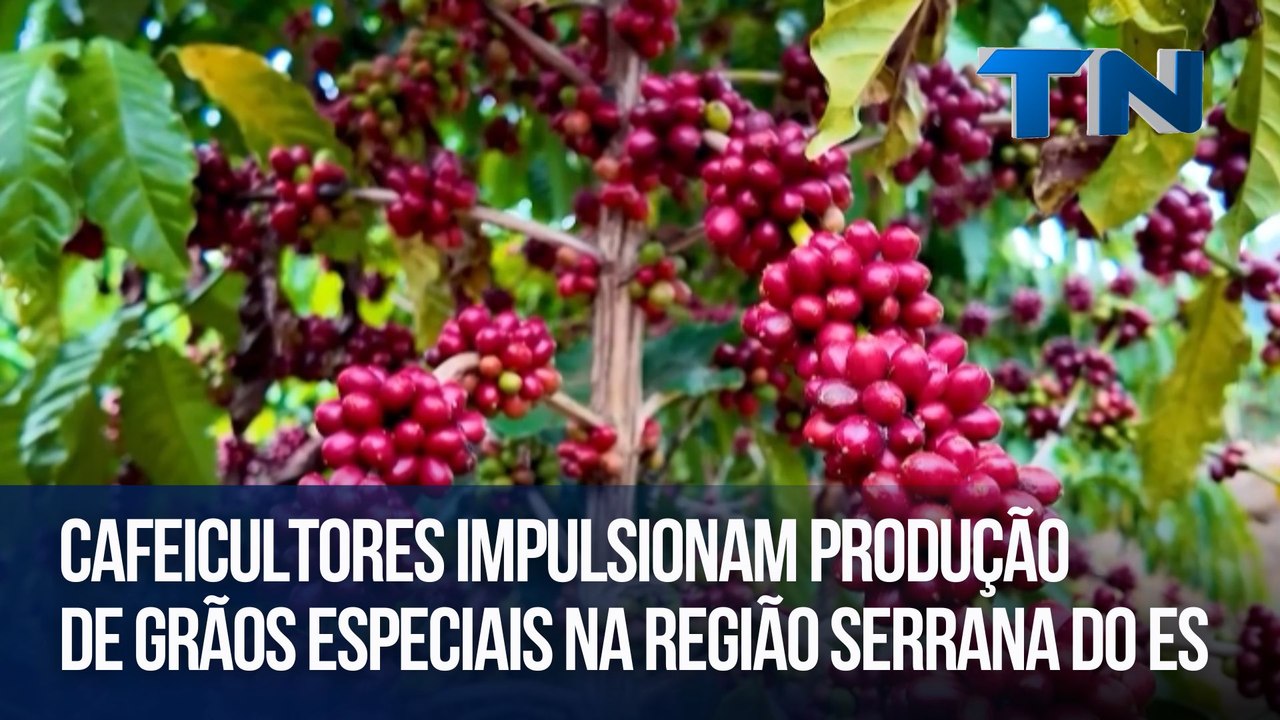 Cafeicultores impulsionam produção de grãos especiais na região serrana do ES