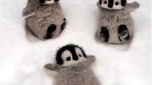 Cute Baby Penguins Playing in the Snow #Penguins #CuteAnimals #AnimalVideo