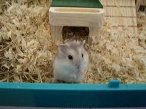 choupette mon hamstere trop mimi