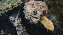 Tortuga caimán: la tortuga más feroz y peligrosa del mundo