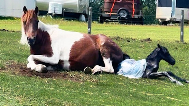 Traumatized Horse Becomes The Protector Of Baby Ponies