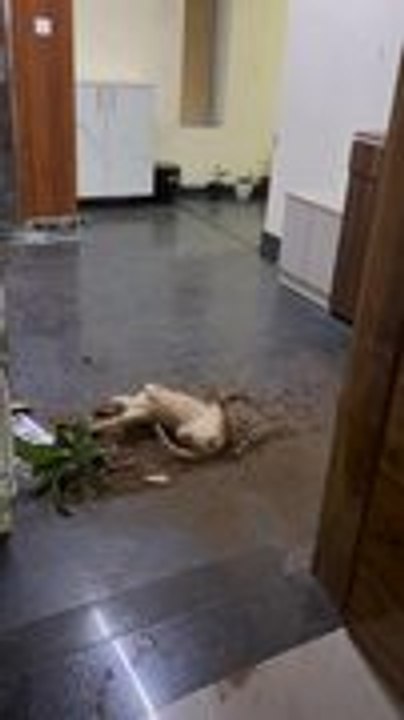 Cat Breaks Flower Pot