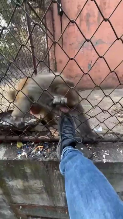 Funny monkey