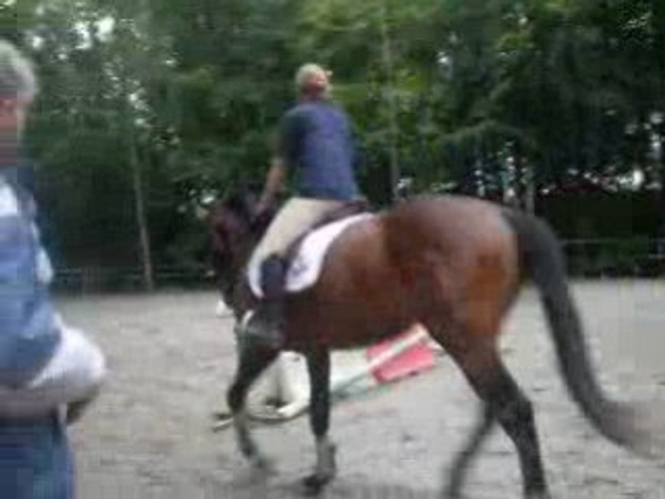 Dressage jeune cheval