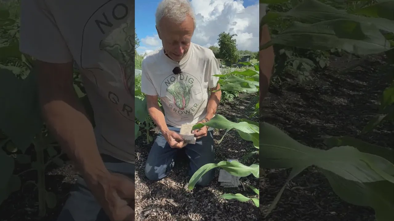 Que semer en juin pour garder des potagers toujours pleins ?