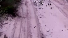 Wild Armadillo Walking on Sand and Rolling Into a Perfect Defense Ball