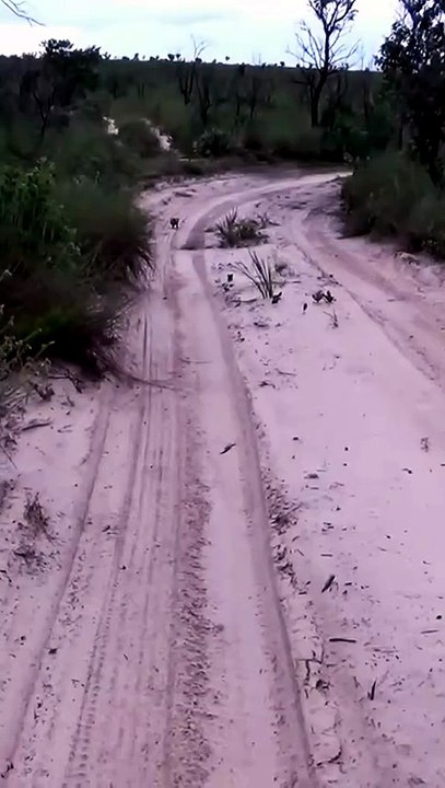 Wild Armadillo Walking on Sand and Rolling Into a Perfect Defense Ball