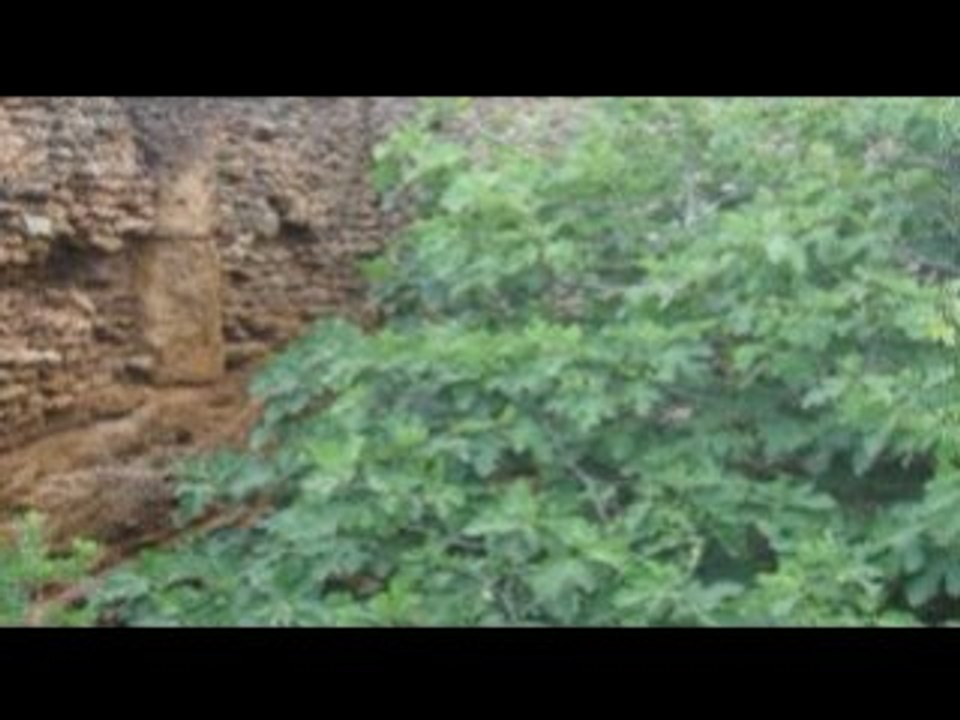 DIAPORAMA DAUPHIN BLOG