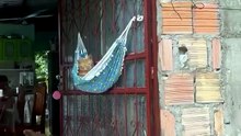 Gato preguiçoso em rede conquista a internet com vídeo divertido