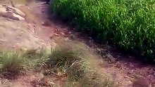 VID_20260606_072825