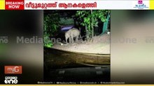 പെരുമ്പാവൂരിൽ ജനവാസ മേഖലയിൽ വീണ്ടും കാട്ടാന