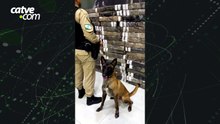 Mais de uma tonelada de maconha é apreendida escondida em área de mata no Paraná