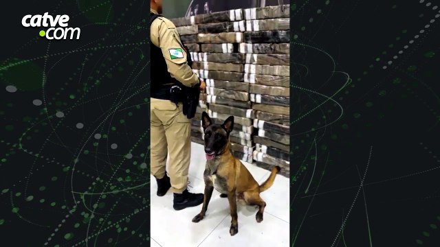 Mais de uma tonelada de maconha é apreendida escondida em área de mata no Paraná