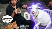 Ranking Animals Funny Video  #funny #cats #catvideos