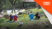 Piala Dunia 2026: Haiwan di Zoo Guadalajara buat ramalan keputusan perlawanan