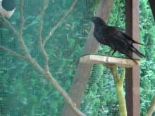 Mistinguette Gaïa Delta & Pienut