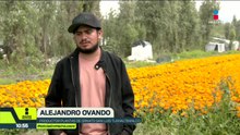 Ellos son los productores de cempasúchil detrás de la decoración de la CDMX para la Copa del Mundo