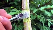 “The Results After 27 Days of the Air Layering Process.” #shots #grafting #plants #tree #gardening