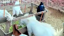Pets Life #petslife #Viral #Funny #beauty