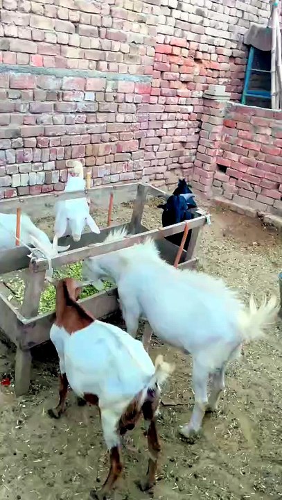 Pets Life #petslife #Viral #Funny #beauty