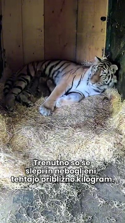 tigres Liubliana