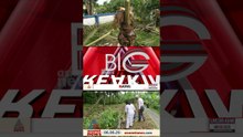 പത്തനംതിട്ട കളക്ടർ ഒഴിഞ്ഞുമാറി; കെഎസ്ഇബിയുടെ വെട്ടിനിർത്തലിൽ വൈദ്യുതി മന്ത്രിക്ക് മൗനം