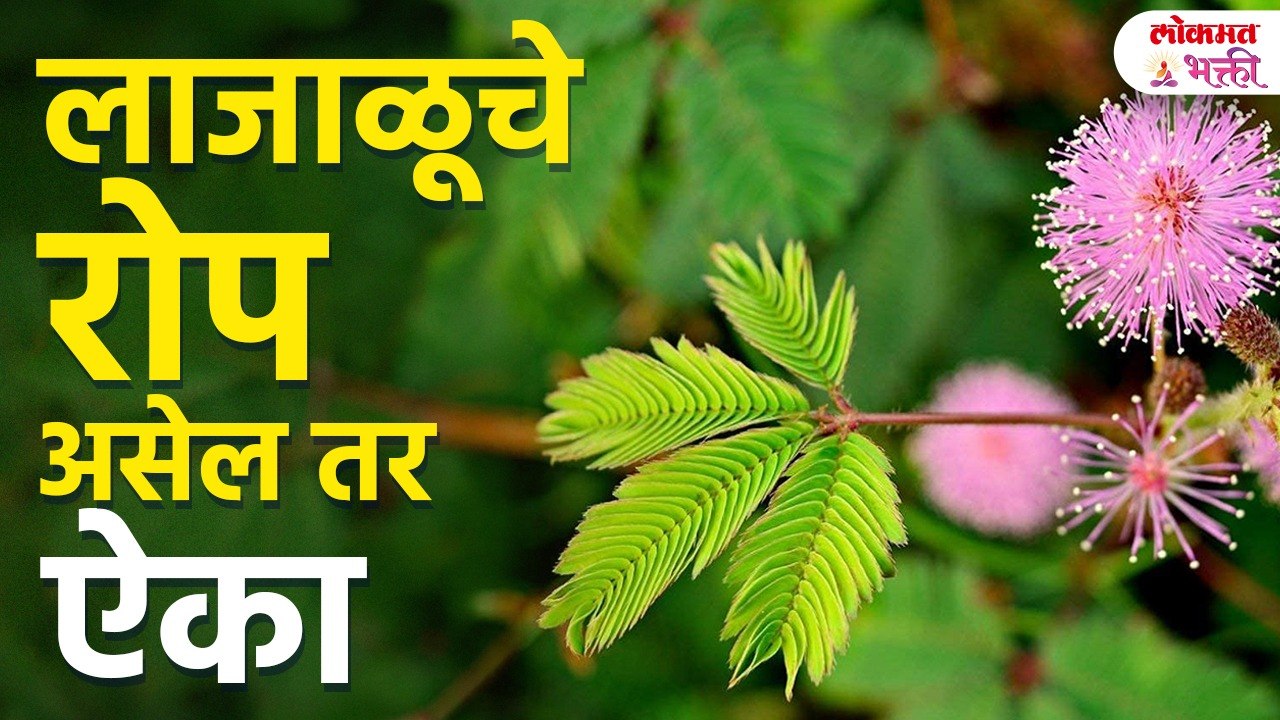 Shameplant (Lajalu) Plant Vastu Tips | लाजाळूचे रोप आश्चर्यकारक माहिती