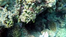 Catch And Cook With Only A Pole Spear On Remote Islands