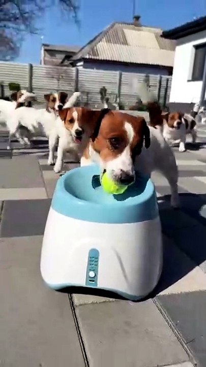 I can watch this video all day 😍🐕
