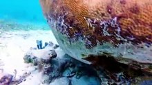 My FIRST YouTube Video  Underwater Fishing in the Florida Keys