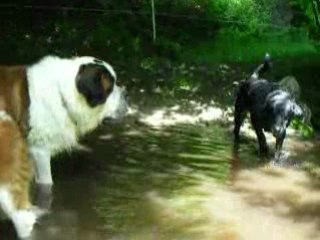 12 papattes à l'eau