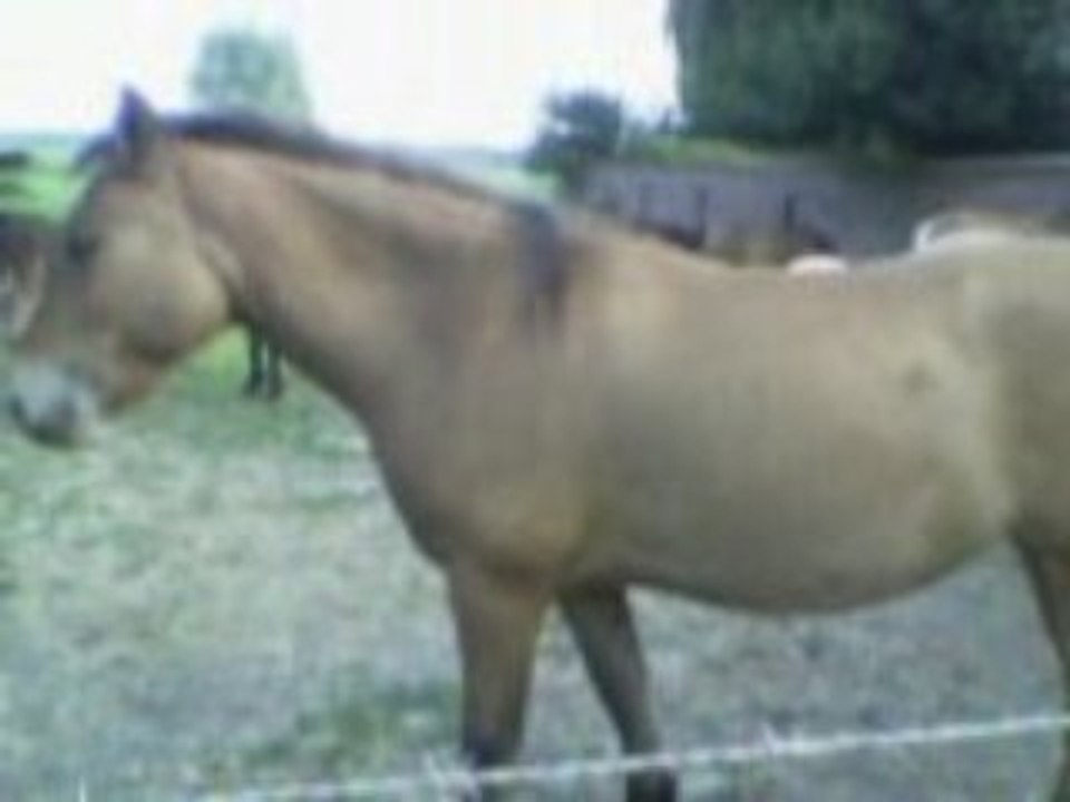 Chevaux