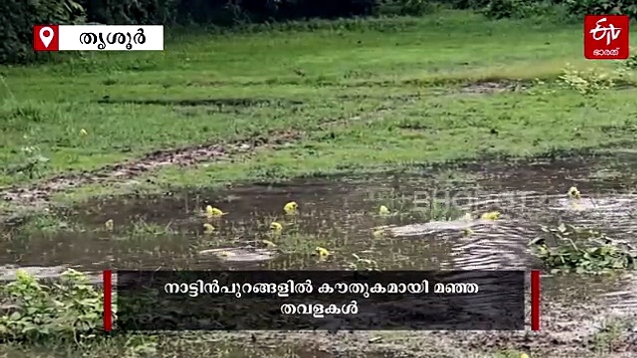 മഴയിൽ പെണ്‍തവളകളുമായി ഇണചേർന്ന് മഞ്ഞ തവളകൾ; അന്തിക്കാട് വട്ട പാടത്ത് കൗതുകക്കാഴ്‌ച