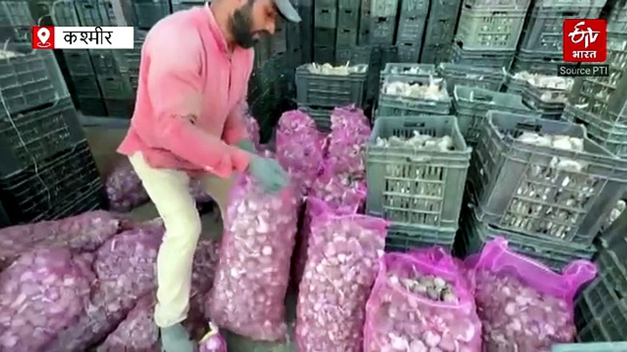 कश्मीर में लहसुन की बंपर पैदावार, देशभर में बढ़ी मांग; 25 हजार टन उत्पादन से किसानों को बड़ा फायदा