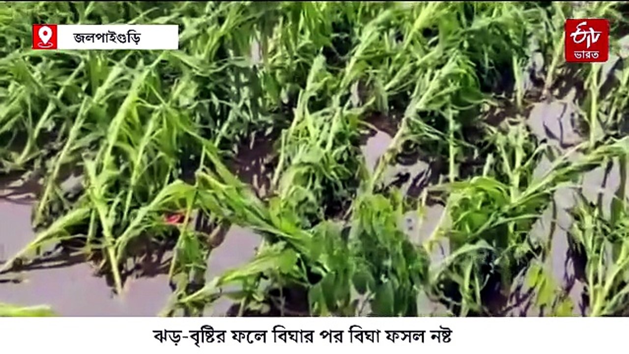 এক রাতের শিলাবৃষ্টি-ঝড়ে লন্ডভন্ড জলপাইগুড়ির বিস্তীর্ণ এলাকা - THUNDERSTORM IN JALPAIGURI