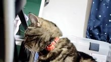 ベッドの上でぼーっとするシフォン8