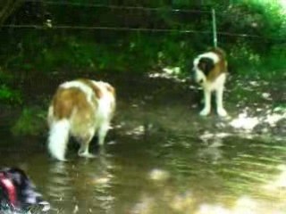 12 papattes à l'eau (3ème)