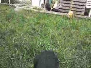 Video leo bb sado 2 mois 007
