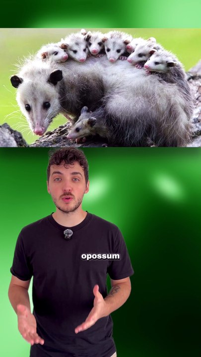 Tout DÉCHIRER pour accoucher ? #opossum #accouchement #féminin #animaux #nature