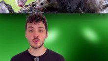 Tout DÉCHIRER pour accoucher ? #opossum #accouchement #féminin #animaux #nature
