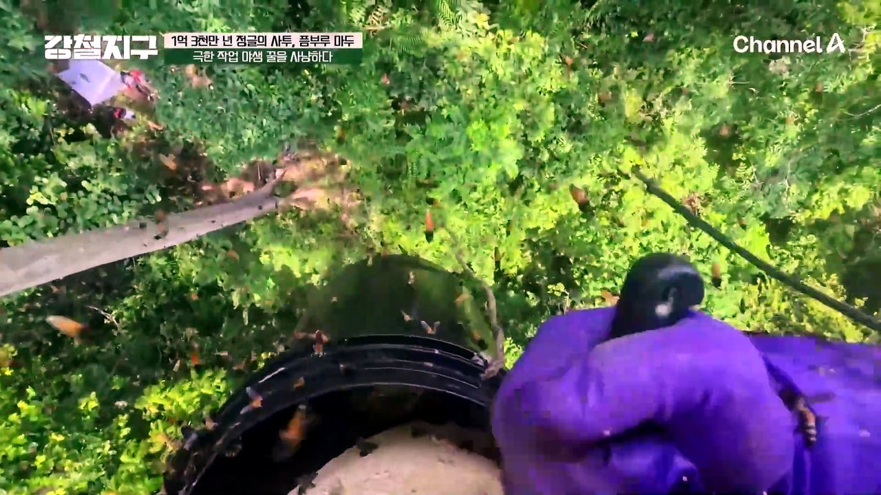 "이렇게 안 하면 꿀을 어떻게 구하겠어요" 존경스럽게 느껴지는 꿀 사냥꾼 '아윱'