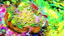 SCRET WORLD BENEATH THE OCEAN