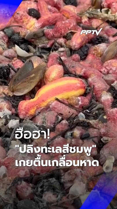 ฮือฮา! ปลิงทะเลสีชมพูนับล้านถูกคลื่นซัดเกลื่อนหาดสวนสน | PPTV Online