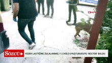 Minibüsün yedek lastiğine zulalanmış 11,5 kilo uyuşturucuyu ‘Hector’ buldu
