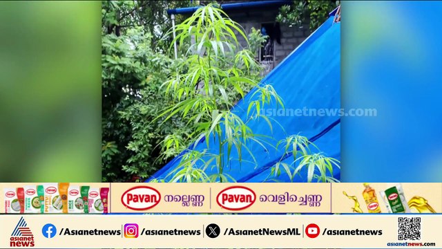 വീട്ടിൽ കഞ്ചാവ് ചെടി വളർത്തി; പാലക്കാട് യുവാവ് അറസ്റ്റിൽ