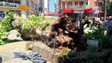 Bursa\'da devrilen ağaç nedeniyle bir araç zarar gördü